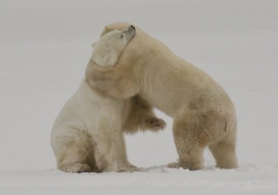 Planner for Churchill polar bears